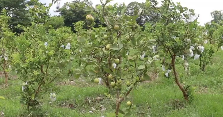 ফেনীতে পেয়ারার বাণিজ্যিক আবাদ